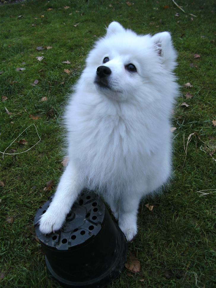 Japansk spids Masaru Prins Of Victory billede 12