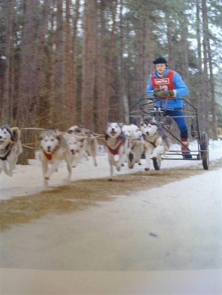 Grosser Münsterländer labber (the king)<3 billede 1