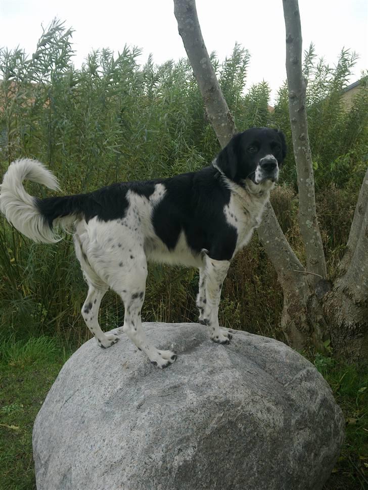 Grosser Münsterländer labber (the king)<3 billede 2