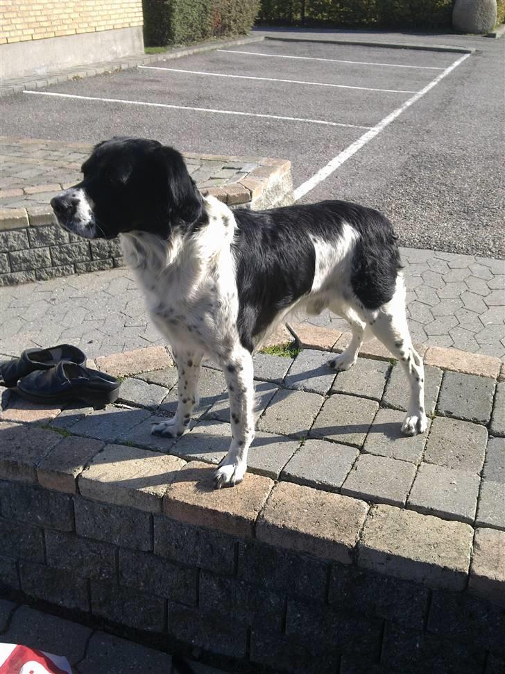 Grosser Münsterländer labber (the king)<3 billede 4