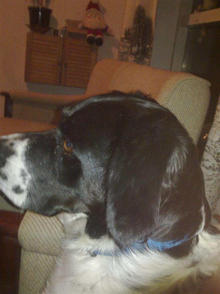 Grosser Münsterländer labber (the king)<3 billede 6