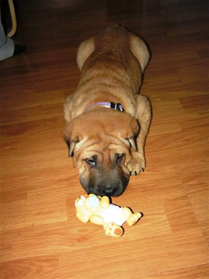 Blanding af racer Tove billede 1