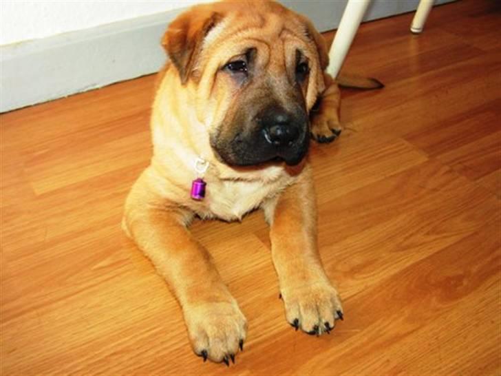 Blanding af racer Tove billede 2