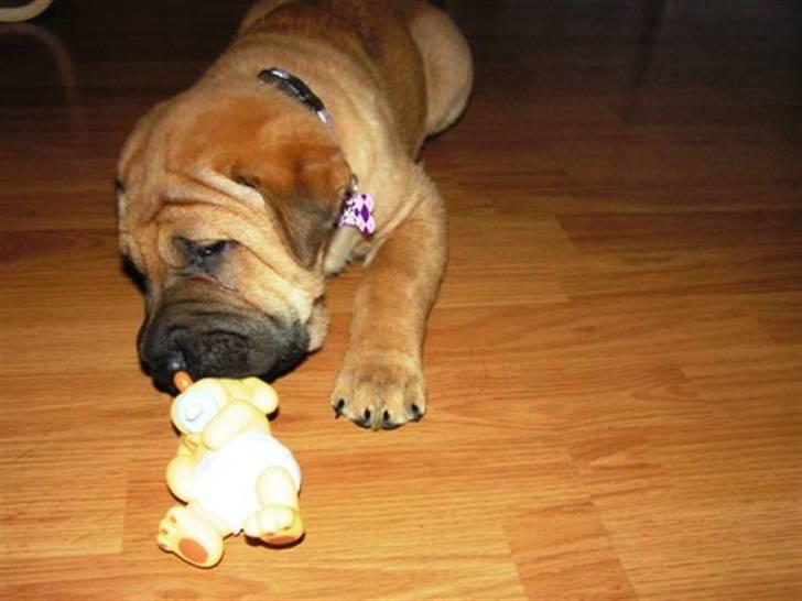 Blanding af racer Tove billede 3