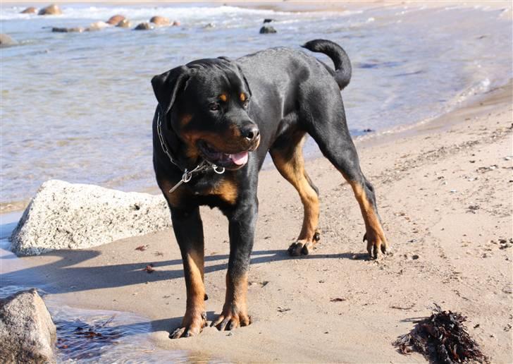 Rottweiler Barni - 10 mdr billede 16