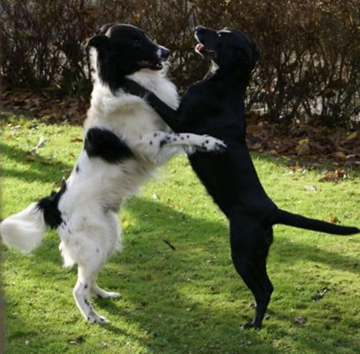 Blanding af racer Nala - Nala og Cosmo´s parrings dans billede 9