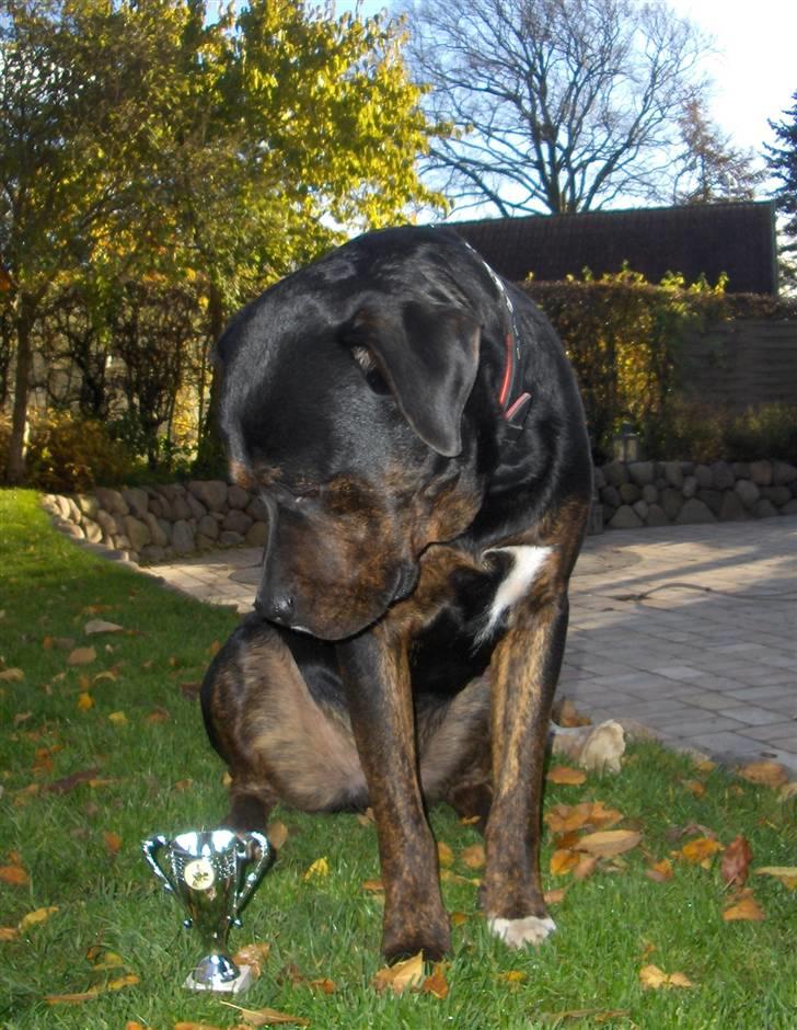 Blanding af racer Felix billede 14