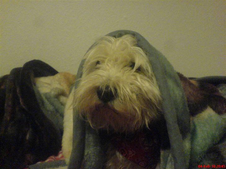 West highland white terrier Ronja (Solo)  R.I.P - trætte basse billede 7