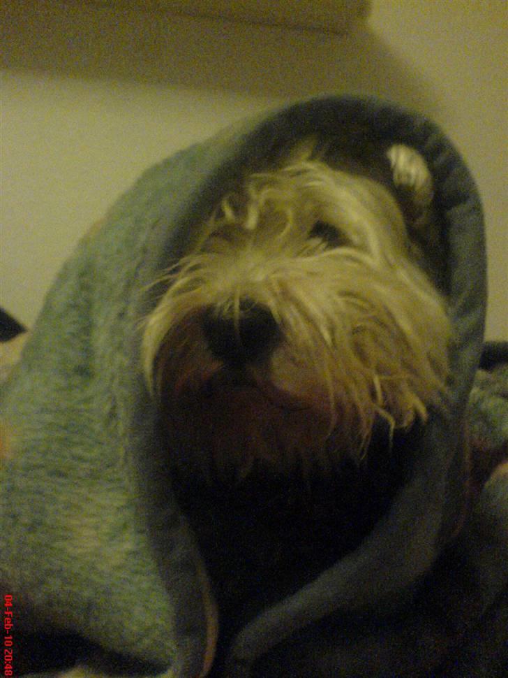 West highland white terrier Ronja (Solo)  R.I.P - syvsoveren solo... zzZzzzZzzzZZzzzz billede 9