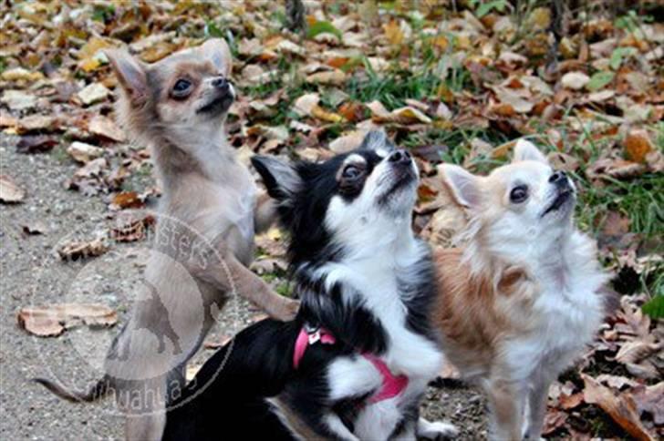 Chihuahua Tikus Le velour bleu - mig og mine dejlige storesøstre billede 13