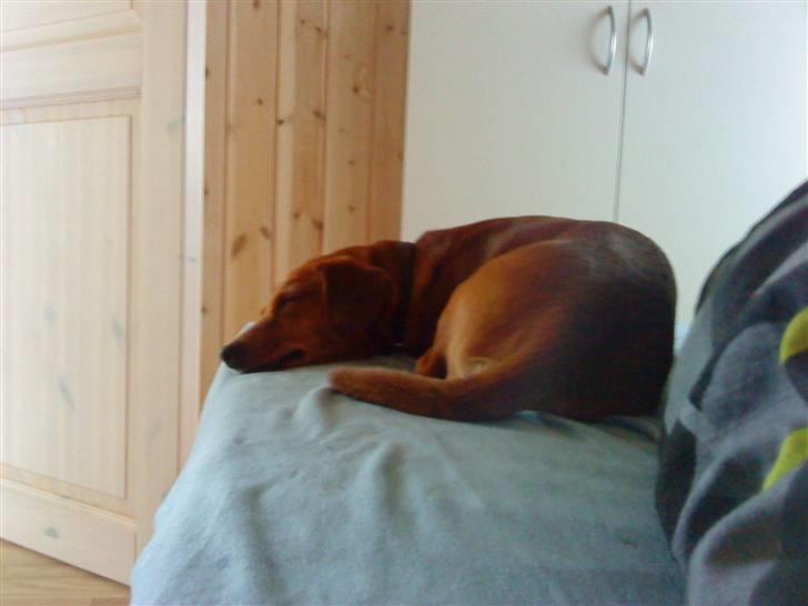 Gravhund Sofus R.I.P<3. - Uuh Jeg er godt nok træt. xD. billede 11