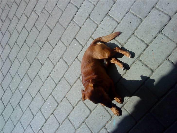 Gravhund Sofus R.I.P<3. - Dejligt nårh der er sol der er godt nok varm her?xD.. billede 12