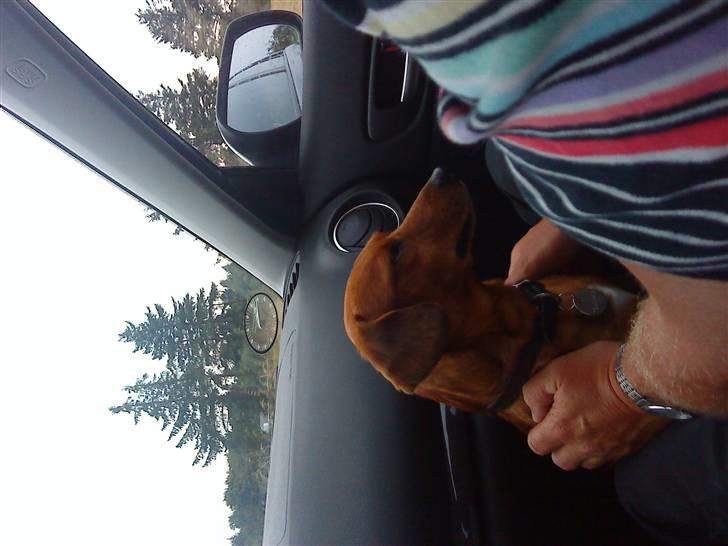 Gravhund Sofus R.I.P<3. - Jeg er lig ud og kører en bil xD. billede 13