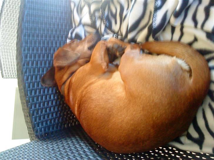 Gravhund Sofus R.I.P<3. - Lær mig være nårh jeg sover ! xD billede 14