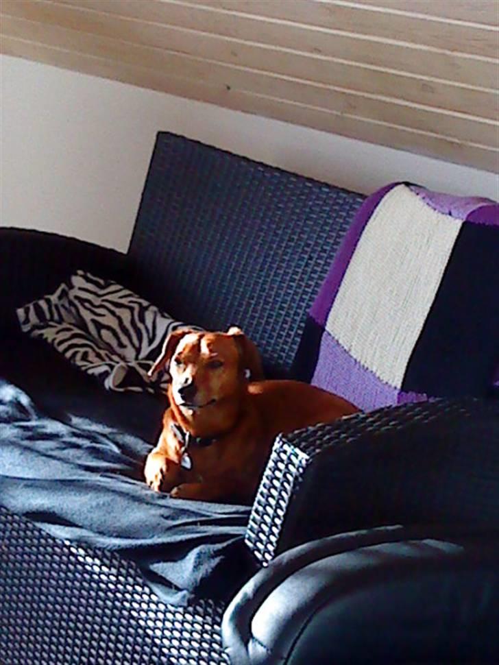 Gravhund Sofus R.I.P<3. - Ååårh jeg ligger godt her xD<3 billede 15