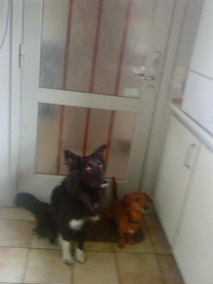 Border collie Vaks<3. - Nårh de begge to skal ud og gå! :D billede 10
