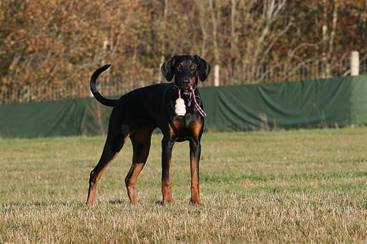 Dobermann Be-Barong Cadence -Holley RIP billede 10