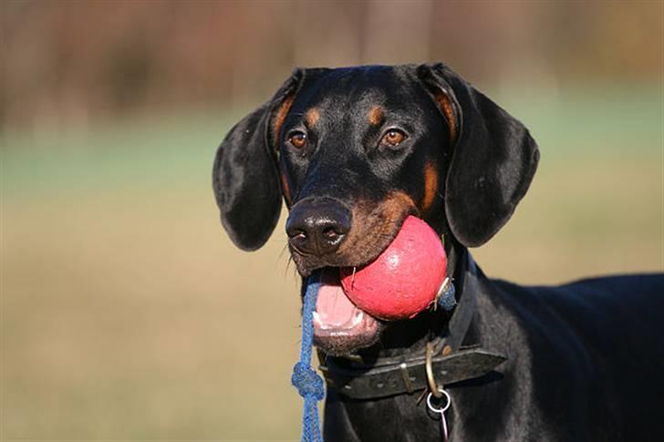 Dobermann Be-Barong Cadence -Holley RIP billede 11