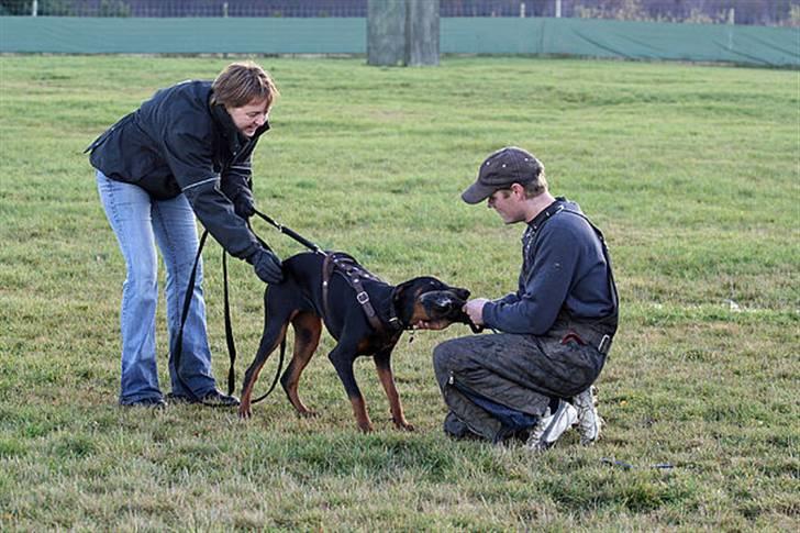Dobermann Be-Barong Cadence -Holley RIP billede 12