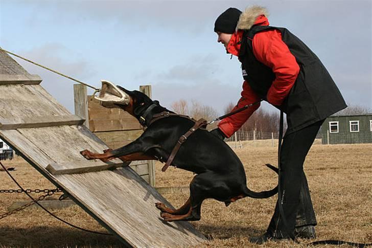 Dobermann Be-Barong Cadence -Holley RIP billede 13