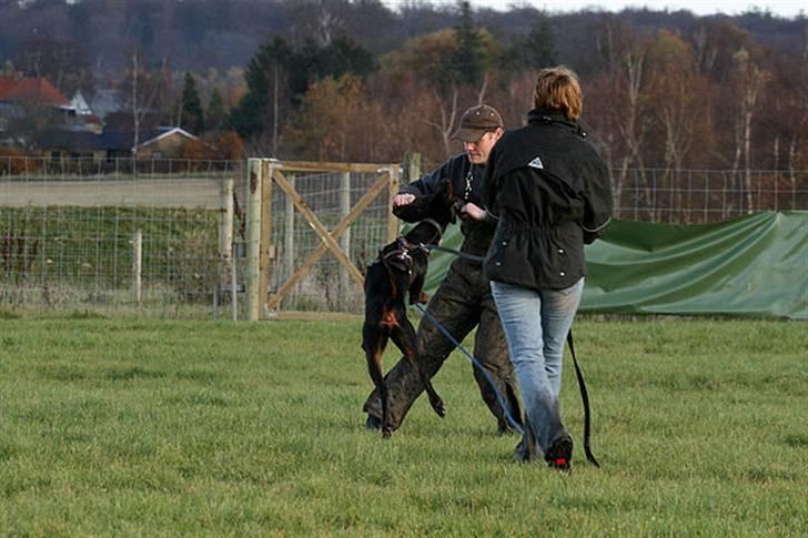 Dobermann Be-Barong Cadence -Holley RIP billede 14