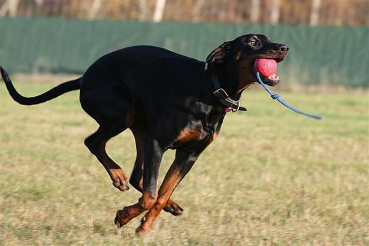 Dobermann Be-Barong Cadence -Holley RIP billede 15