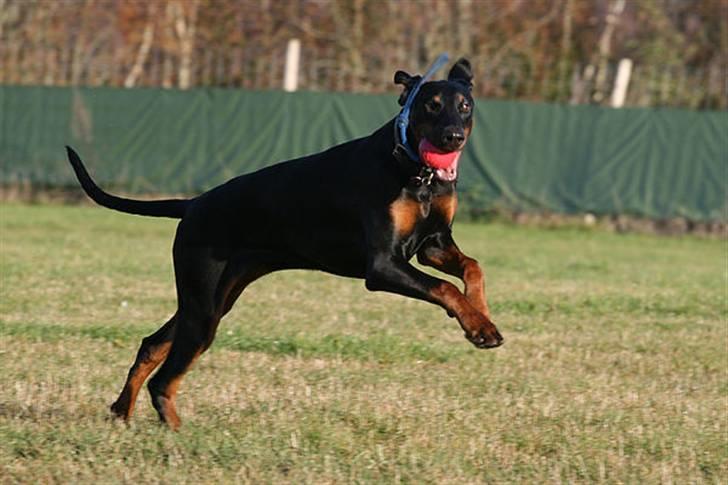 Dobermann Be-Barong Cadence -Holley RIP billede 16