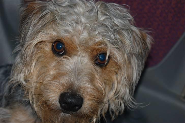 Blanding af racer Trofast *min søsters* billede 1