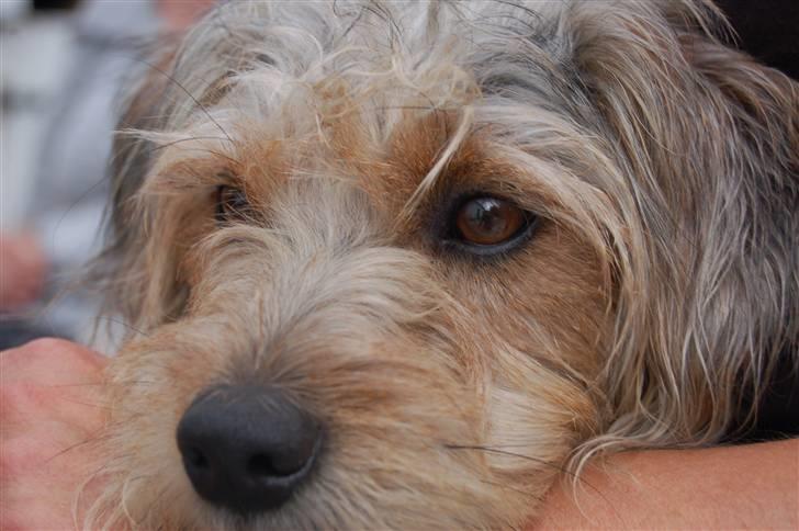 Blanding af racer Trofast *min søsters* billede 2