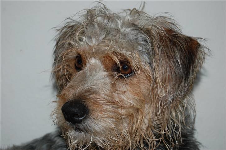 Blanding af racer Trofast *min søsters* billede 3