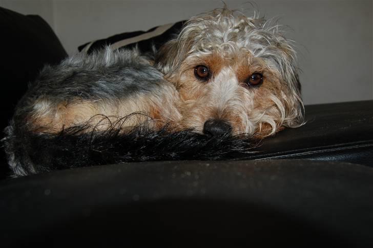 Blanding af racer Trofast *min søsters* billede 4