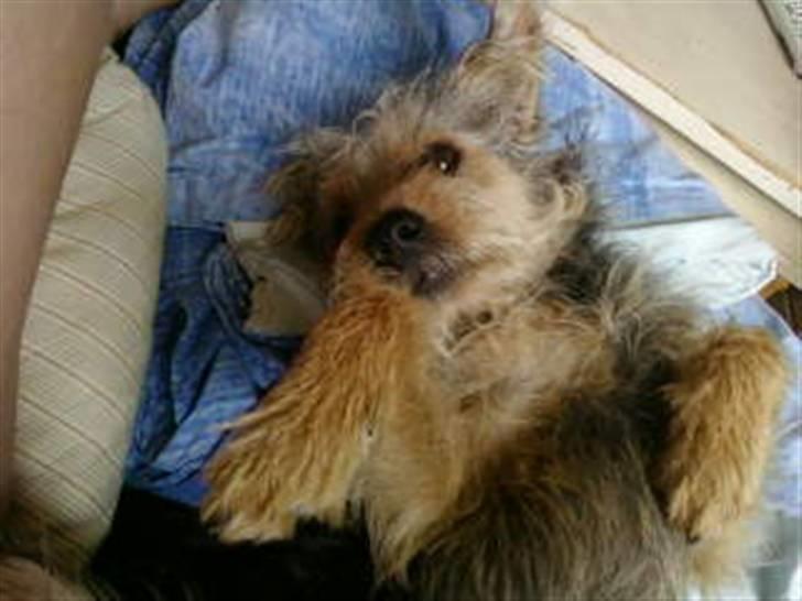 Blanding af racer Trofast *min søsters* billede 5