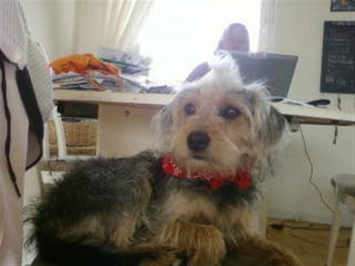 Blanding af racer Trofast *min søsters* billede 6