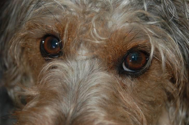 Blanding af racer Trofast *min søsters* billede 7