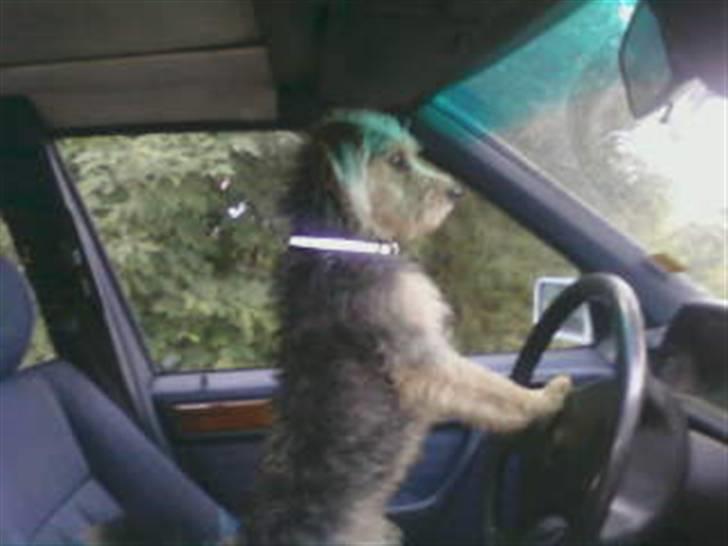 Blanding af racer Trofast *min søsters* billede 8