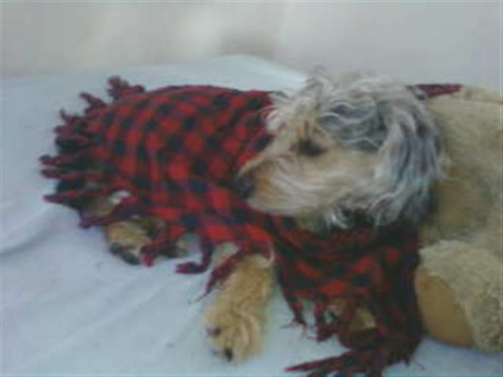 Blanding af racer Trofast *min søsters* billede 9