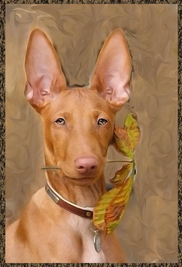 Pharaohound Spisis most wanted ramses(RIP) billede 13