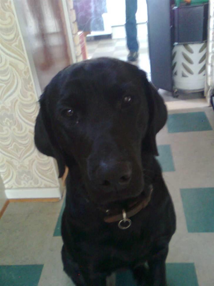 Labrador retriever Blackie billede 1
