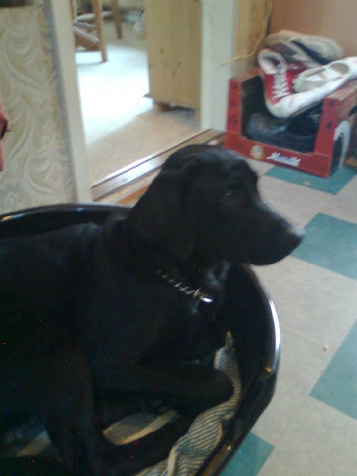 Labrador retriever Blackie billede 2