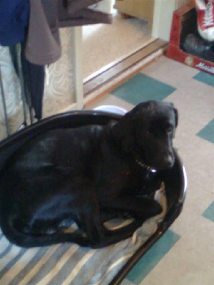 Labrador retriever Blackie billede 3