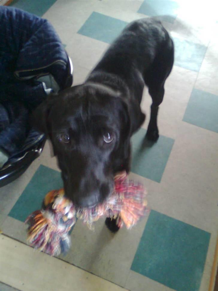 Labrador retriever Blackie billede 4