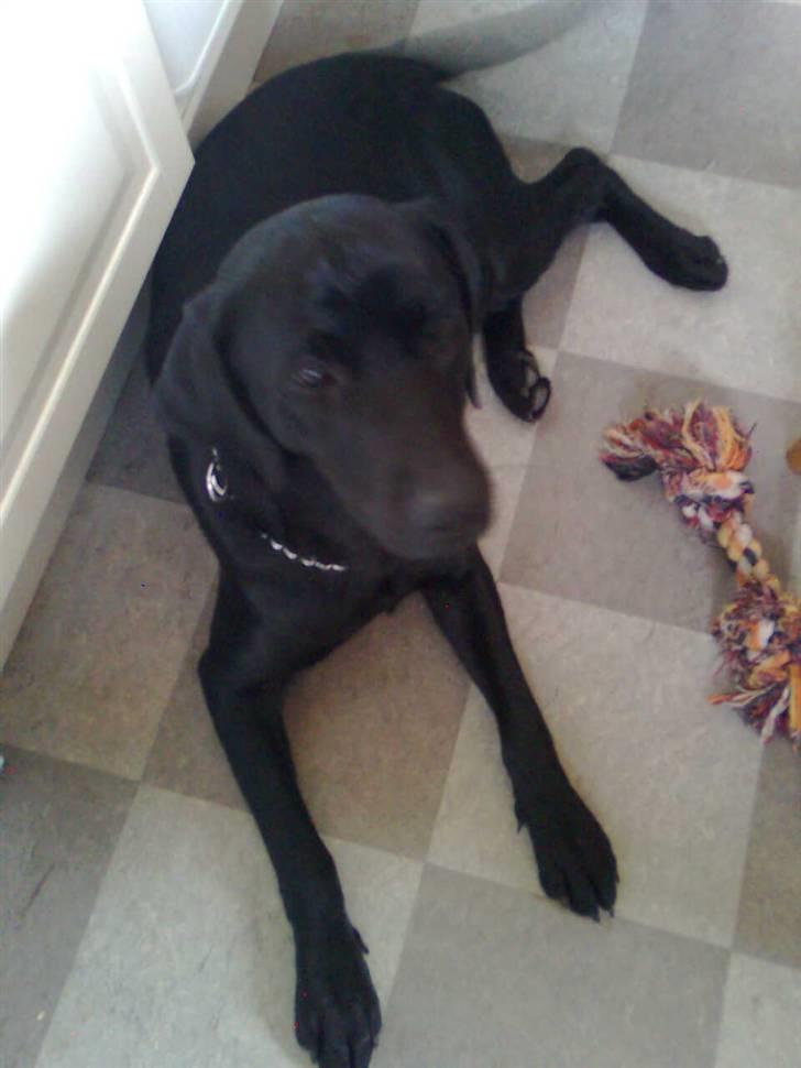 Labrador retriever Blackie billede 5