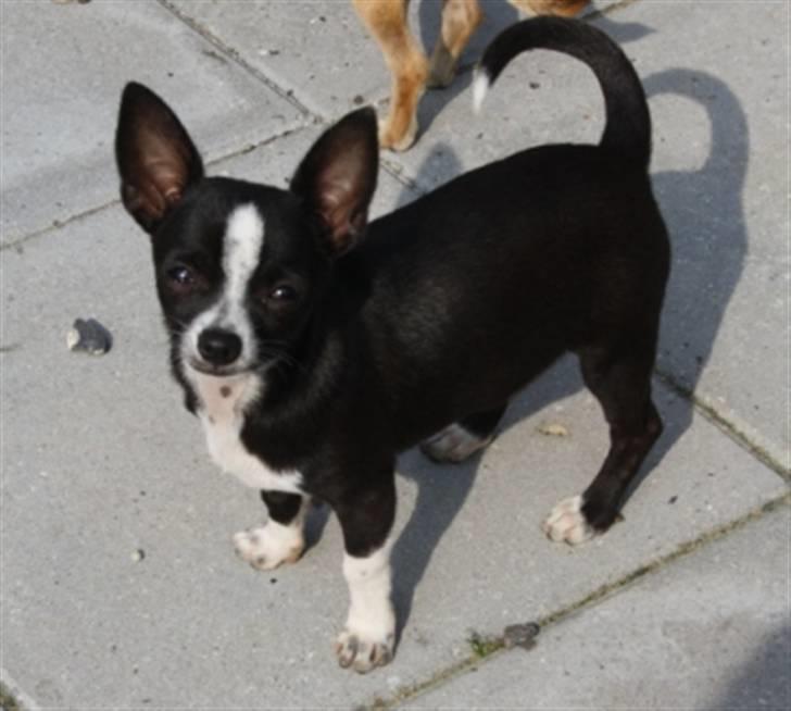 Chihuahua Joey billede 3