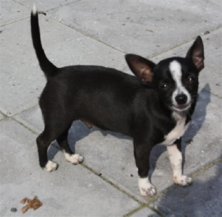 Chihuahua Joey billede 4