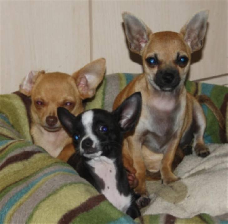 Chihuahua Joey billede 5