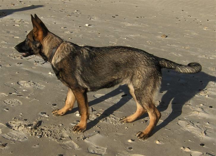 Schæferhund Team Kenzallys Bekki - Bekki nu 5 mdr. gammel billede 1