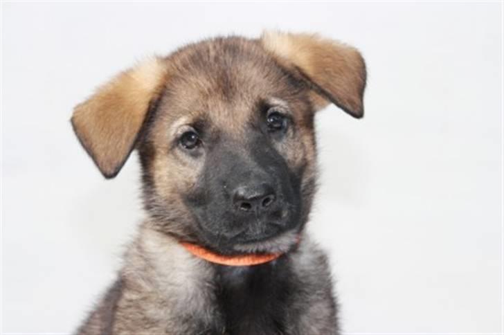 Schæferhund Team Kenzallys Bekki - Bekki stadig på kennel Kenzally billede 2