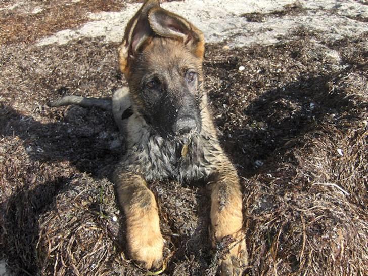 Schæferhund Team Kenzallys Bekki - Bekki elsker at komme til stranden - her 11 uger gammel billede 3