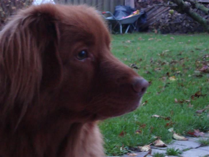 Nova scotia duck tolling retriever charlie - min smukke hundi<3
 billede 17