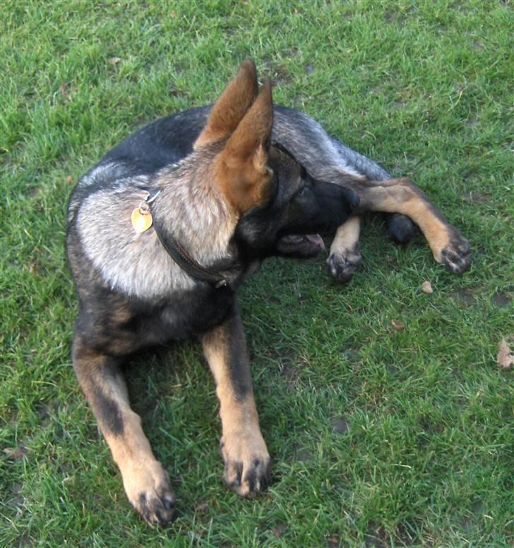 Schæferhund Team Kenzallys Bekki - Smuk pige 17 uger gammel billede 4